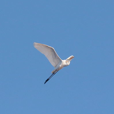 Great Egret